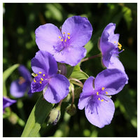 Spiderwort Shimmer Flower seeds for Planting Pollinator Friendly Heirloom & GMO Free Seeds for Home Garden 
 
 Sale