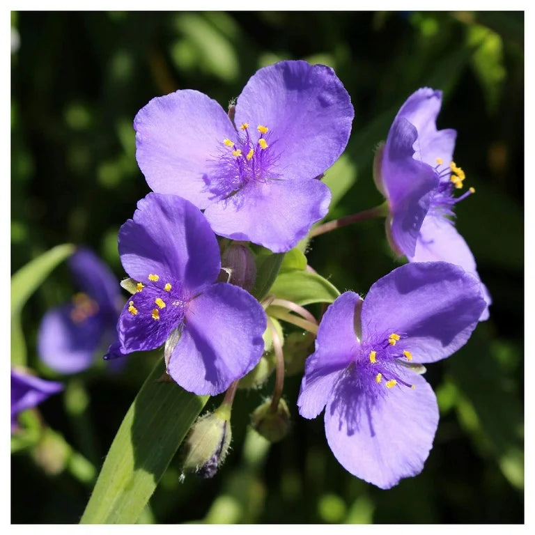 Spiderwort Shimmer Flower seeds for Planting Pollinator Friendly Heirloom & GMO Free Seeds for Home Garden 
 
 Sale