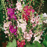 Oxtail Verbascum Flower seeds for Planting Premium Quality Heirloom & GMO Free Seeds for Home Garden
