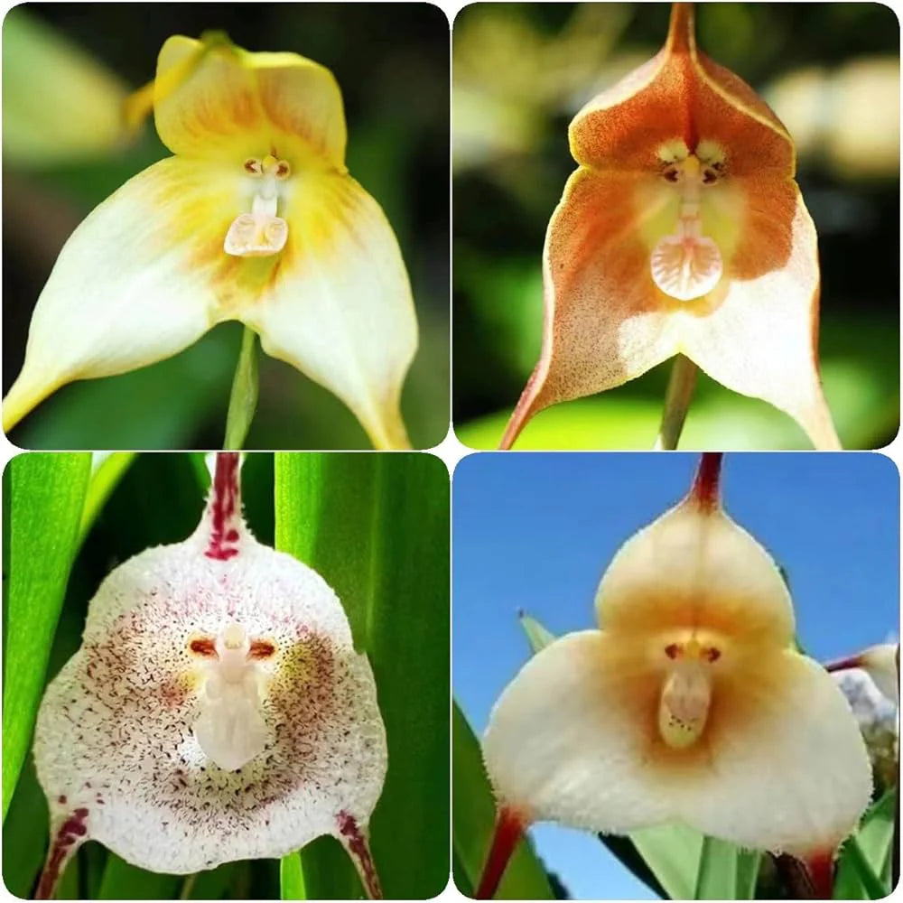 Mixed Monkey Face Orchid Flower seeds for Planting - Cut Flower Favorite, Heirloom & GMO Free Seeds for Home Garden