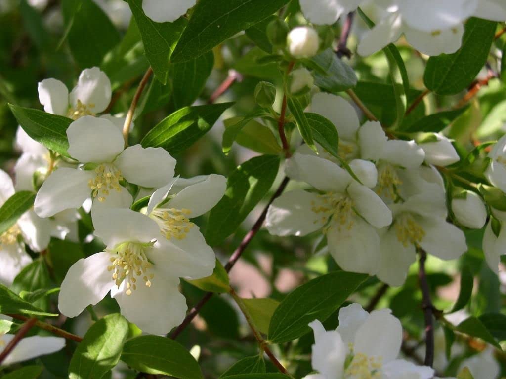 White Philadelphus Coronarius Seeds for Planting - Fragrant Mock Orange Blooms