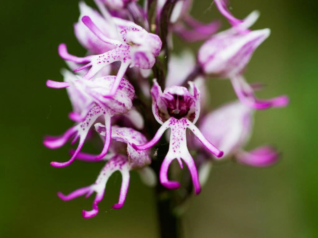 Purple Naked Men Orchid Flower seeds for Planting Low Maintenance Heirloom & GMO Free Seeds for Home Garden
 
 Sale