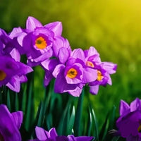 Daffodils Violet Flower seeds for Planting Garden Favorite Heirloom & GMO Free Seeds for Home Garden 
 
 Sale