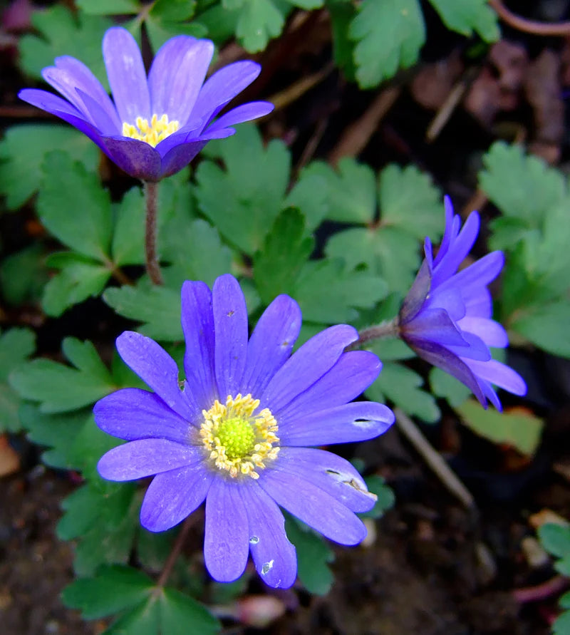 Anemone Blanda Flower seeds for Planting - Fragrant Blossoms, Heirloom & GMO Free Seeds for Home Garden