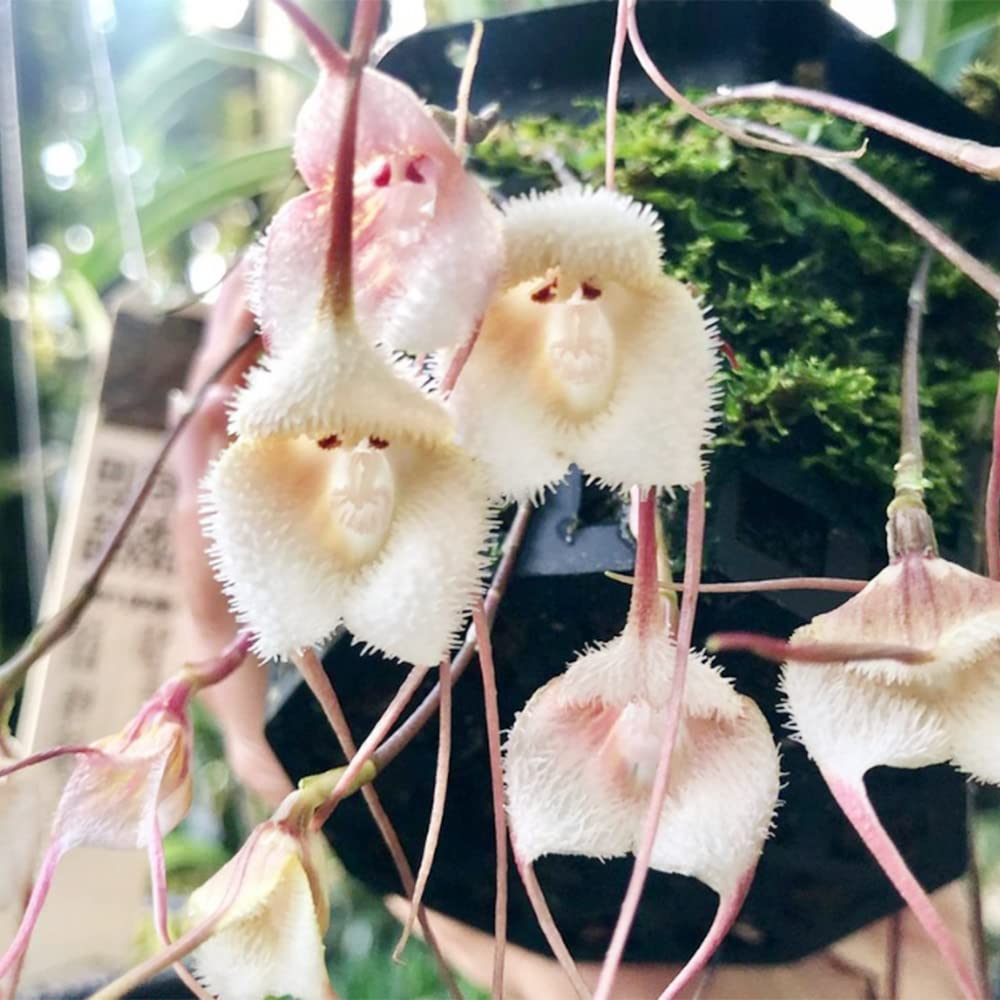 Heirloom Peach Monkey Face Orchid Seeds Flower seeds for Planting Drought Tolerant Heirloom & GMO Free Seeds for Home Garden 
 
 Sale