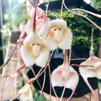 Heirloom Peach Monkey Face Orchid Seeds Flower seeds for Planting Drought Tolerant Heirloom & GMO Free Seeds for Home Garden 
 
 Sale