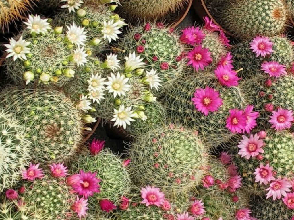 Pink Mammillaria Flower seeds for Planting - Garden Favorite, Heirloom & GMO Free Seeds for Home Garden