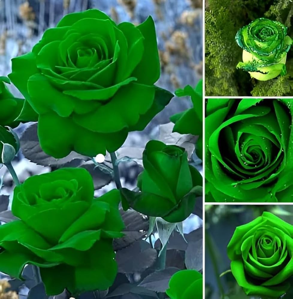 Green Dragon Rose Flower seeds for Planting - Low Maintenance, Heirloom & GMO Free Seeds for Home Garden