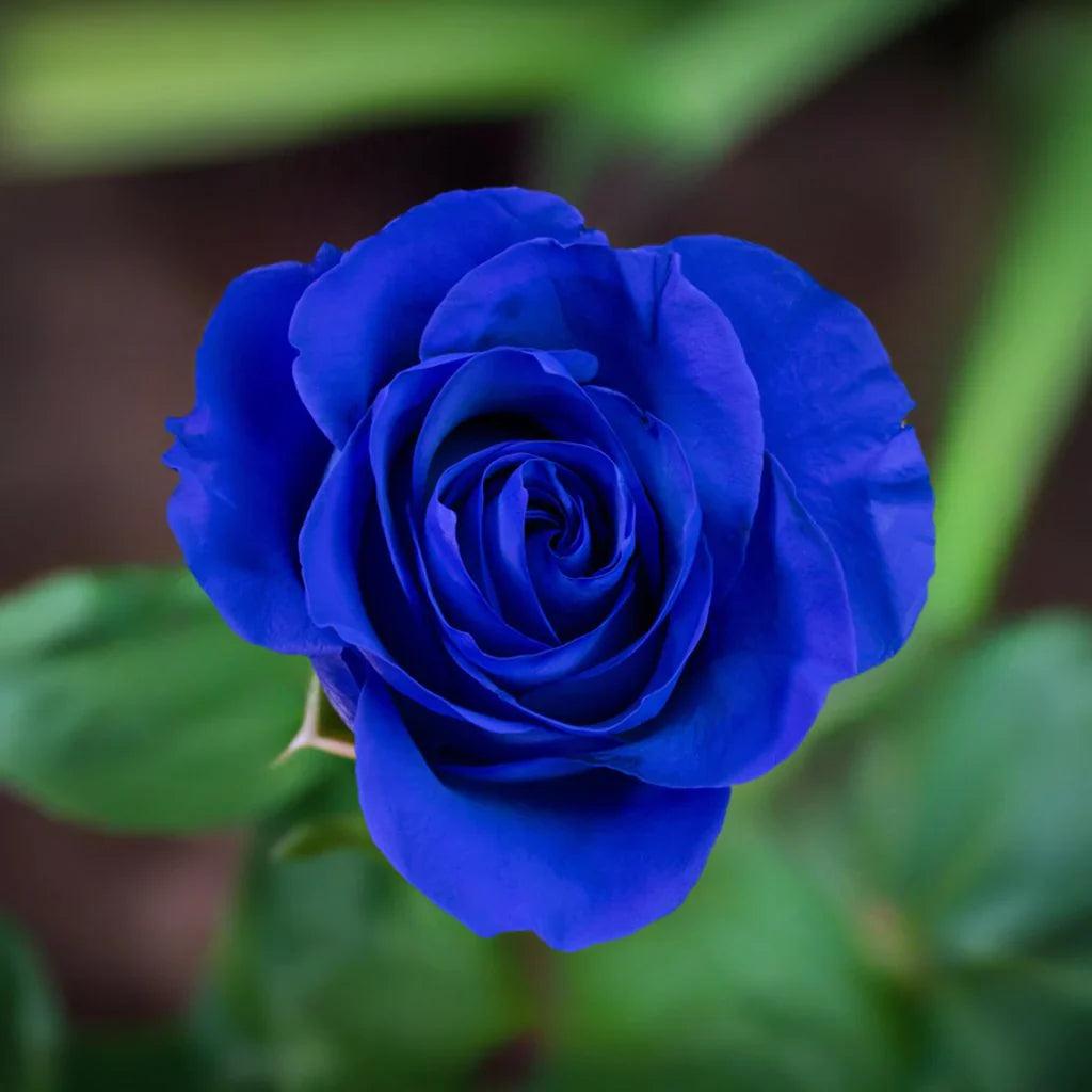 Blue Rose Flower seeds for Planting - Garden Favorite, Heirloom & GMO Free Seeds for Home Garden