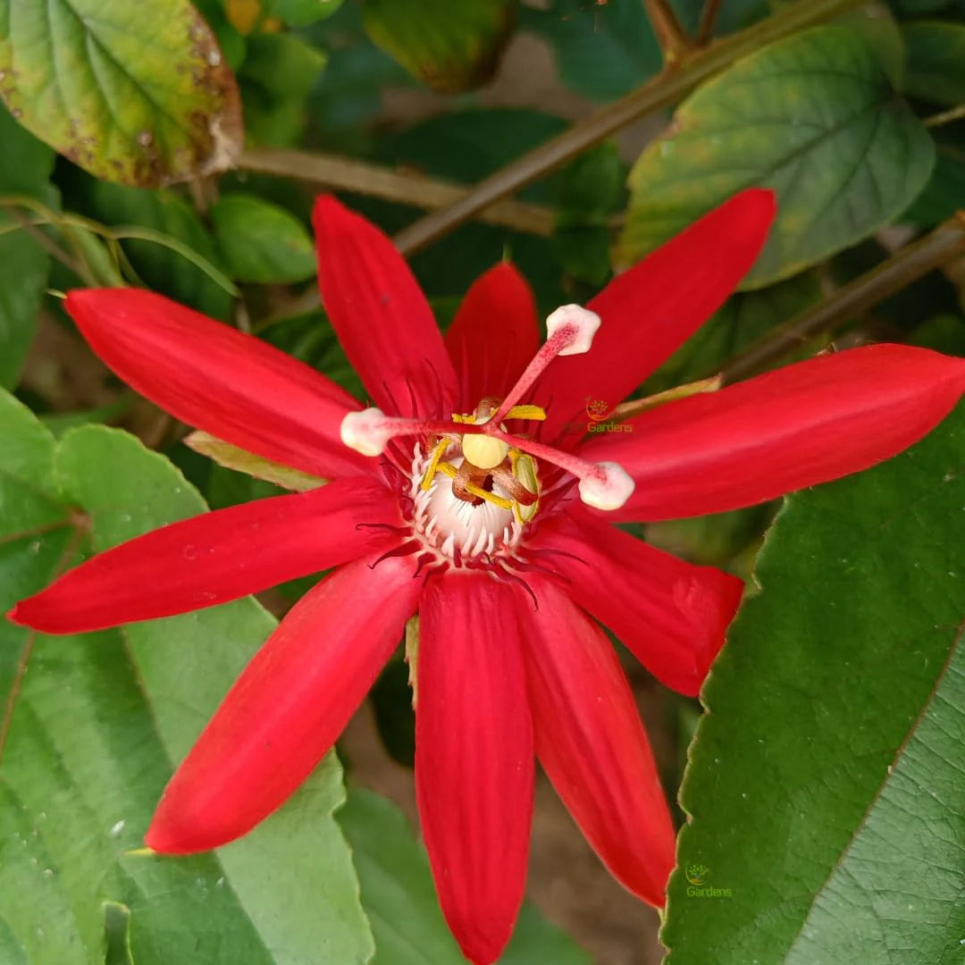 Passi Coccinea Flower seeds for Planting - Wildflower Mix, Heirloom & GMO Free Seeds for Home Garden