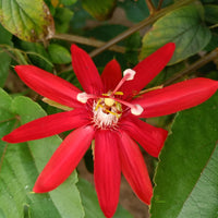 Passi Coccinea Flower seeds for Planting - Wildflower Mix, Heirloom & GMO Free Seeds for Home Garden