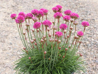 Pink Thrift Joystick Flower seeds for Planting - Perfect for Borders, Heirloom & GMO Free Seeds for Home Garden