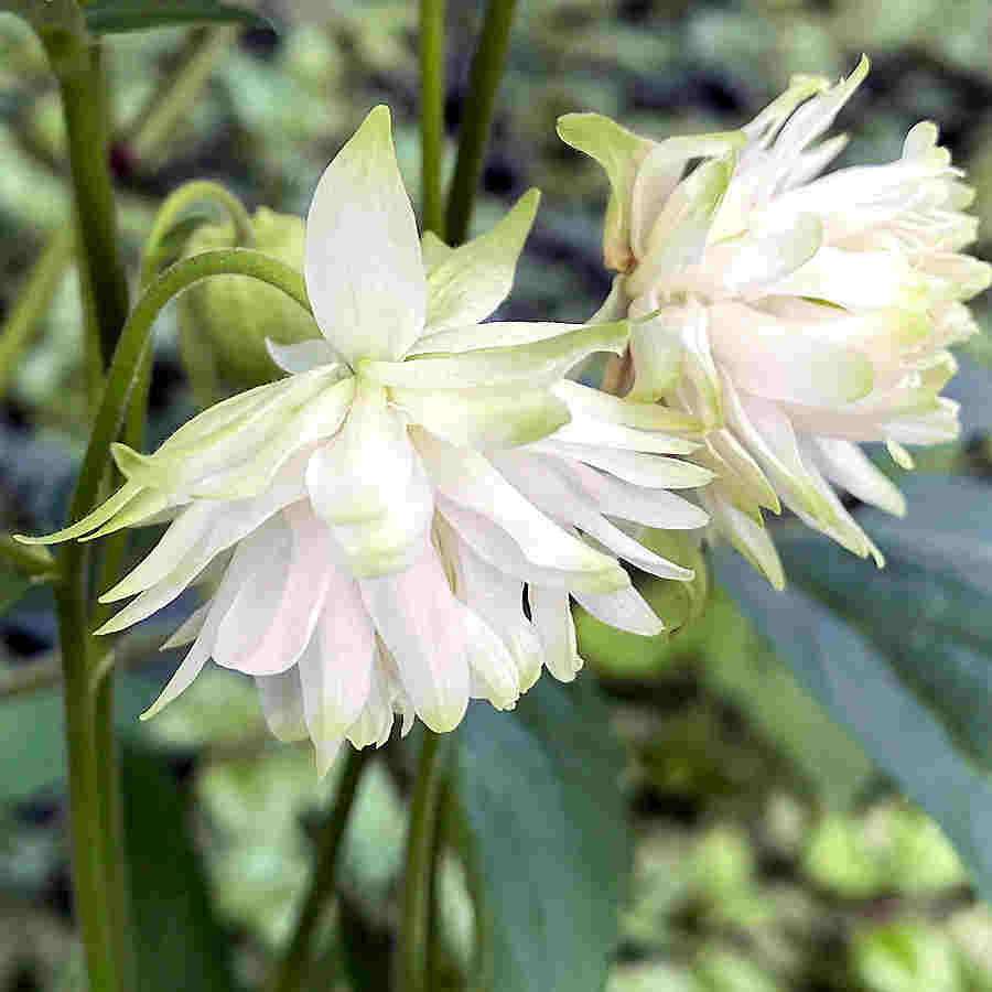 Aquilegia Lace Flower seeds for Planting - Compact Growth, Heirloom & GMO Free Seeds for Home Garden