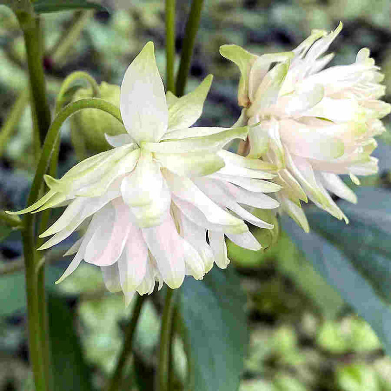 Aquilegia Lace Flower seeds for Planting - Compact Growth, Heirloom & GMO Free Seeds for Home Garden