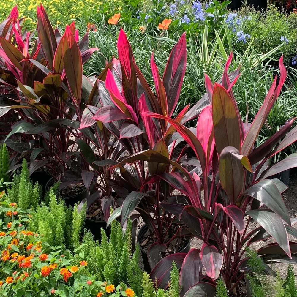 Cordyline Flower seeds for Planting - Easy to Grow, Heirloom & GMO Free Seeds for Home Garden
