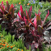 Cordyline Flower seeds for Planting - Easy to Grow, Heirloom & GMO Free Seeds for Home Garden