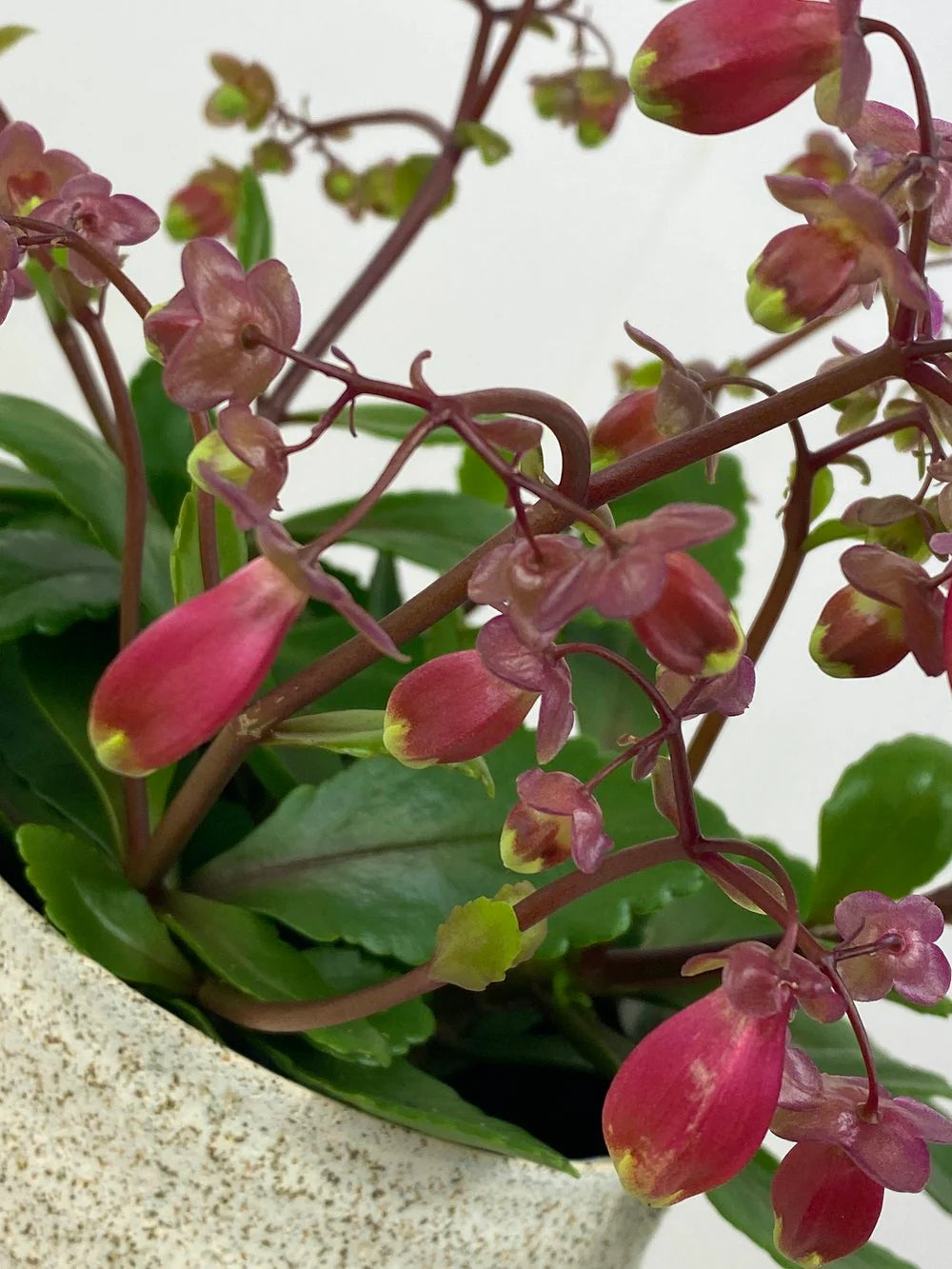 Kalanchoe Wendy Flower seeds for Planting Cottage Garden Essential Heirloom & GMO Free Seeds for Home Garden