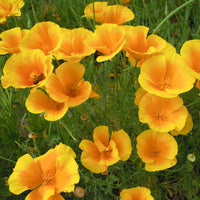 Eschscholzia Flower Seeds for Easy Planting