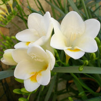 White Freesia Flower Seeds for Planting Hardy Variety Heirloom & GMO Free Seeds for Home Garden
 
 Sale