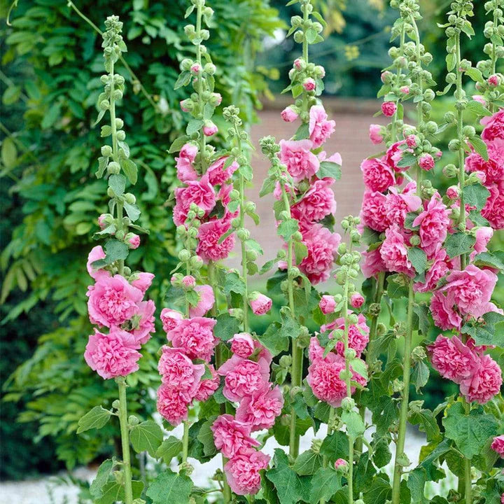 Mallow Alcea Rosea Flower seeds for Planting - Seasonal Bloomer, Heirloom & GMO Free Seeds for Home Garden