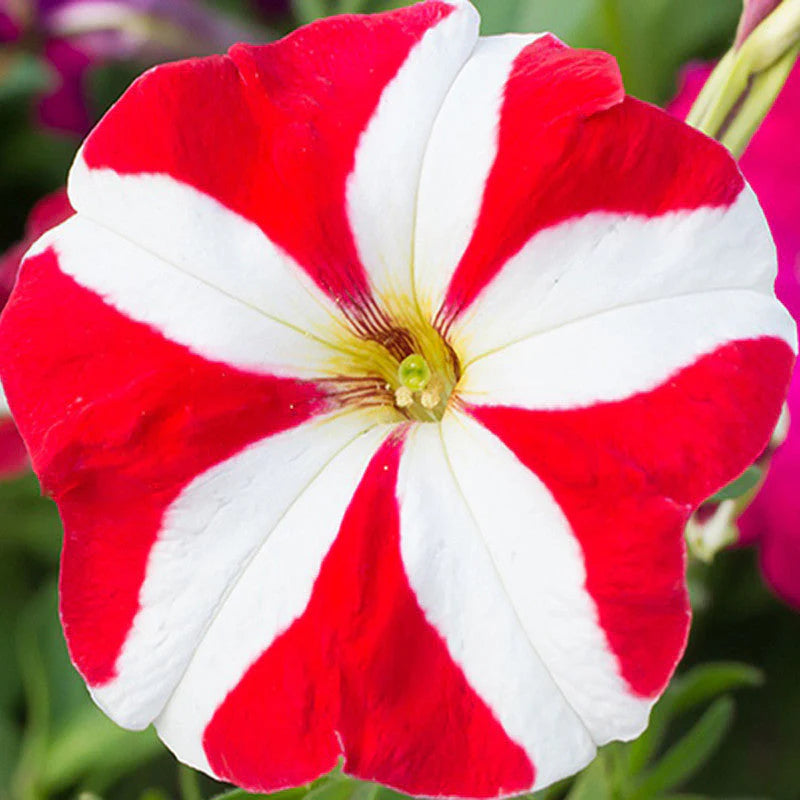 White and Red Petunia Seeds for Beautiful Garden Planting