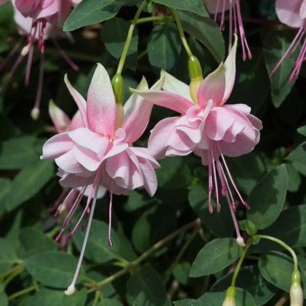Fuchsias White Pink Flower seeds for Planting - Seasonal Bloomer, Heirloom & GMO Free Seeds for Home Garden