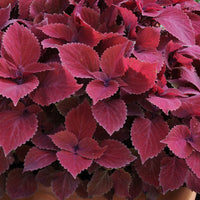 Maroon Coleus Seeds for Planting – Heirloom NonGMO High Germination Organic Garden Seeds for Long Bloom Season
 
 Sale