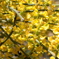 Retama Sphaerocarpa Flower seeds for Planting Sun Loving Heirloom & GMO Free Seeds for Home Garden 
 
 Sale