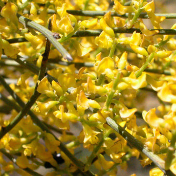 Retama Sphaerocarpa Flower seeds for Planting Sun Loving Heirloom & GMO Free Seeds for Home Garden 
 
 Sale