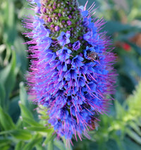 Purple Madeira Flower Seeds for Planting - Vibrant Blooms