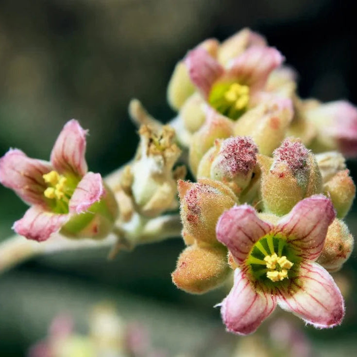 Pink Kalanchoe Beharensis Flower seeds for Planting Vibrant Colors Heirloom & GMO Free Seeds for Home Garden 
 
 Sale