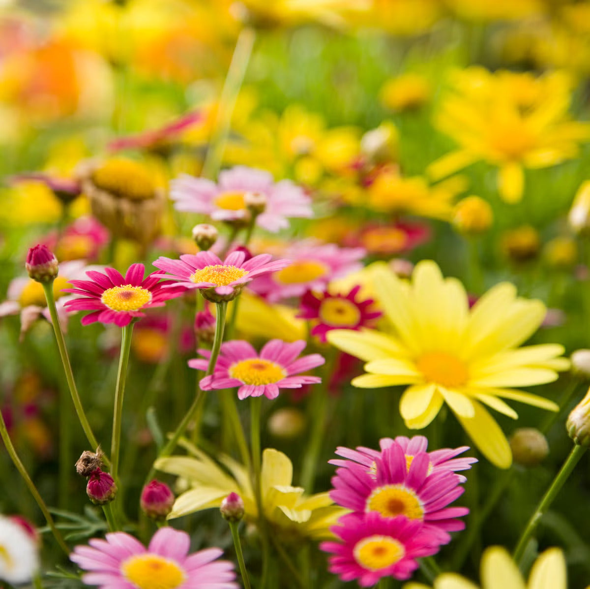 Mixed Dassi Flower seeds for Planting - Perfect for Borders, Heirloom & GMO Free Seeds for Home Garden
 
 Sale for planting in home garden