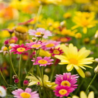 Mixed Dassi Flower seeds for Planting - Perfect for Borders, Heirloom & GMO Free Seeds for Home Garden
 
 Sale for planting in home garden