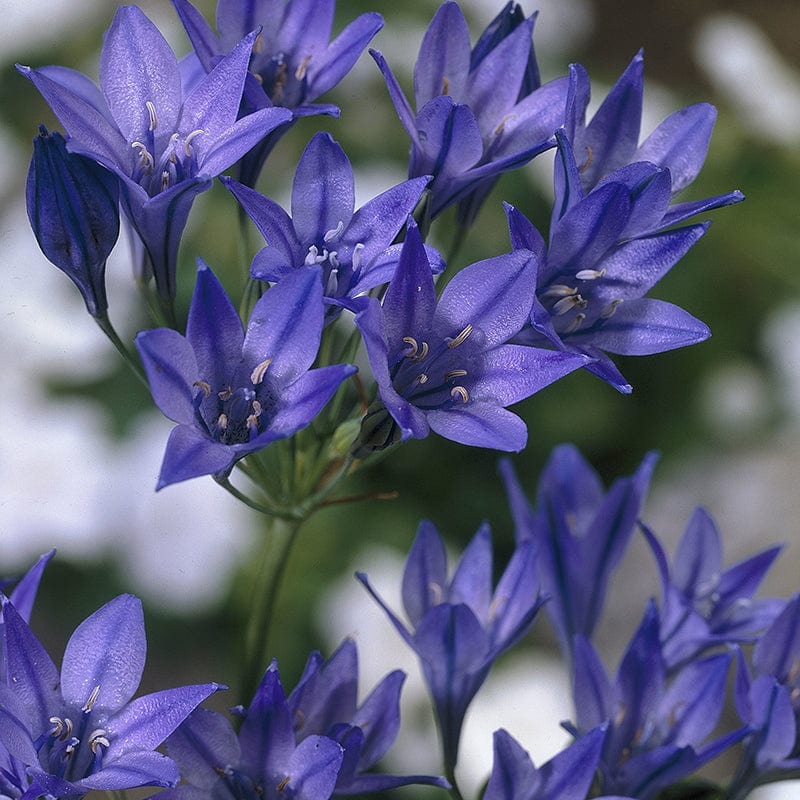 Fabiola Flower seeds for Planting - Sun Loving, Heirloom & GMO Free Seeds for Home Garden