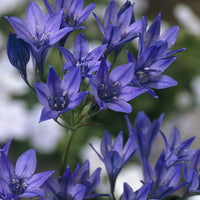 Fabiola Flower seeds for Planting - Sun Loving, Heirloom & GMO Free Seeds for Home Garden