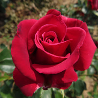 Red Thornless Rose Seeds for Planting  Beautiful Blooms Without Thorns