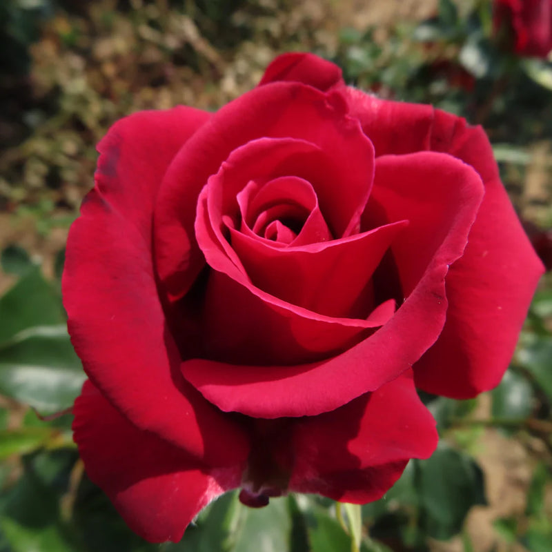 Red Thornless Rose Seeds for Planting  Beautiful Blooms Without Thorns
