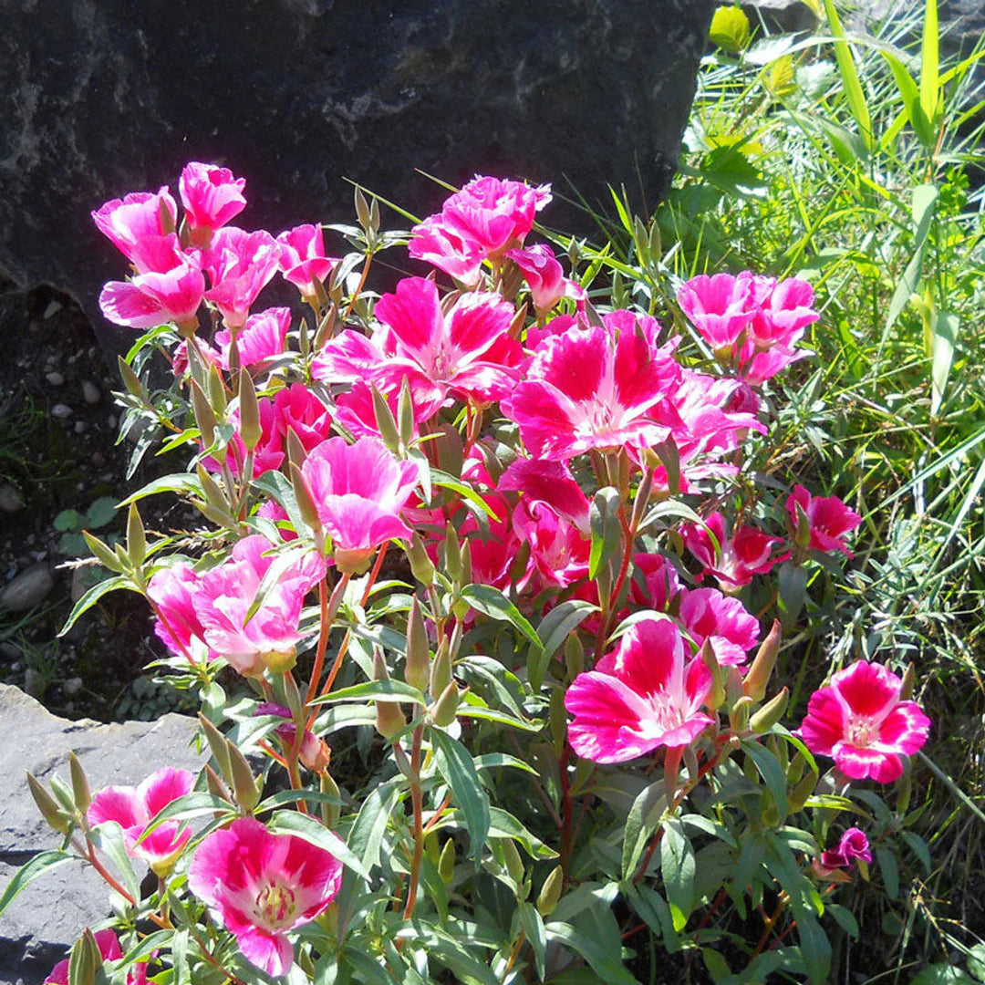 Pink Clarkia Amoena Flower seeds for Planting - Fragrant Blossoms, Heirloom & GMO Free Seeds for Home Garden