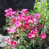 Pink Clarkia Amoena Flower seeds for Planting - Fragrant Blossoms, Heirloom & GMO Free Seeds for Home Garden