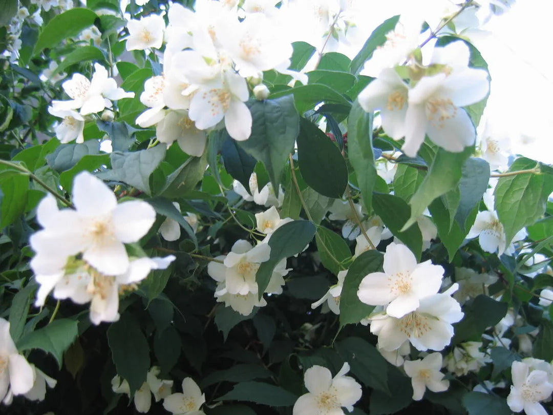 Philadelphus Coronarius Flower seeds for Planting - Compact Growth, Heirloom & GMO Free Seeds for Home Garden