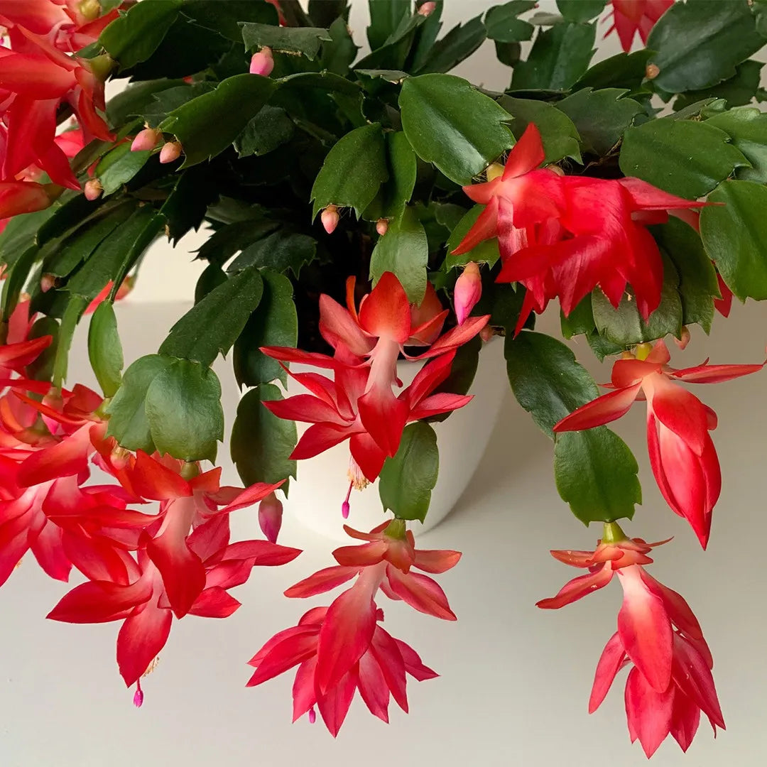 Red Schlumbergera Flower seeds for Planting Hardy Variety Heirloom & GMO Free Seeds for Home Garden