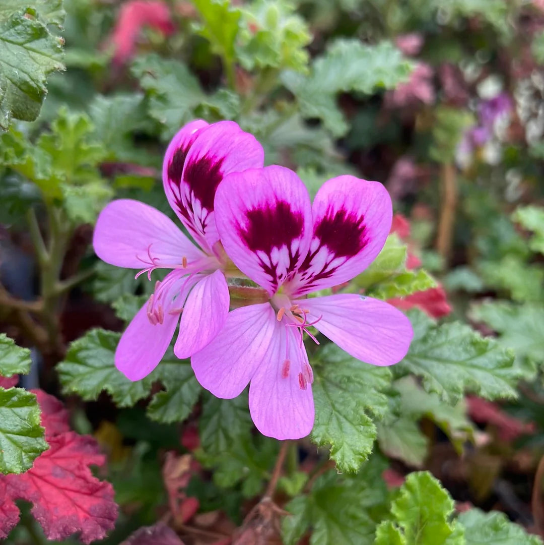 Purple Tornado Geranium Flower seeds for Planting - Garden Favorite, Heirloom & GMO Free Seeds for Home Garden