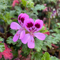 Purple Tornado Geranium Flower seeds for Planting - Garden Favorite, Heirloom & GMO Free Seeds for Home Garden