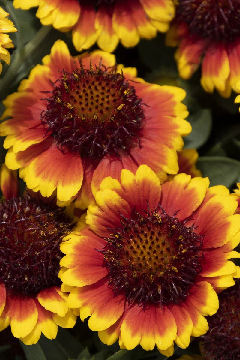 Yellow Red Danova Copper Flower seeds for Planting - Premium Quality, Heirloom & GMO Free Seeds for Home Garden