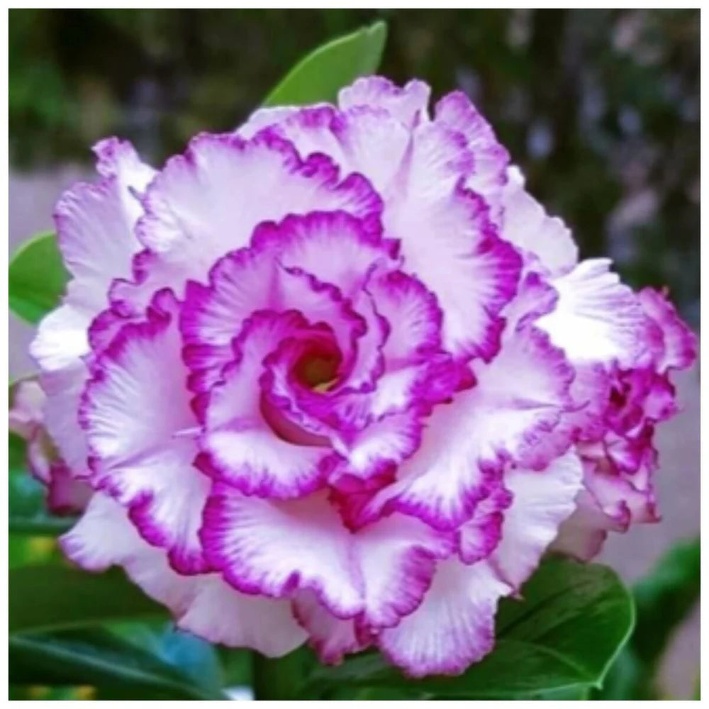 White Purple Adenium Flower seeds for Planting Seasonal Bloomer Heirloom & GMO Free Seeds for Home Garden 
 
 Sale