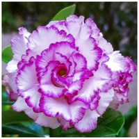 White Purple Adenium Flower seeds for Planting Seasonal Bloomer Heirloom & GMO Free Seeds for Home Garden 
 
 Sale