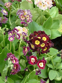 Mixed Auricula Flower seeds for Planting - Long Bloom Season, Heirloom & GMO Free Seeds for Home Garden