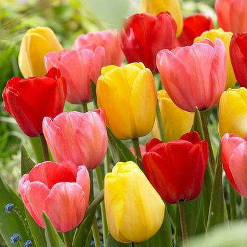 Tulip Flower seeds for Planting Low Maintenance Heirloom & GMO Free Seeds for Home Garden