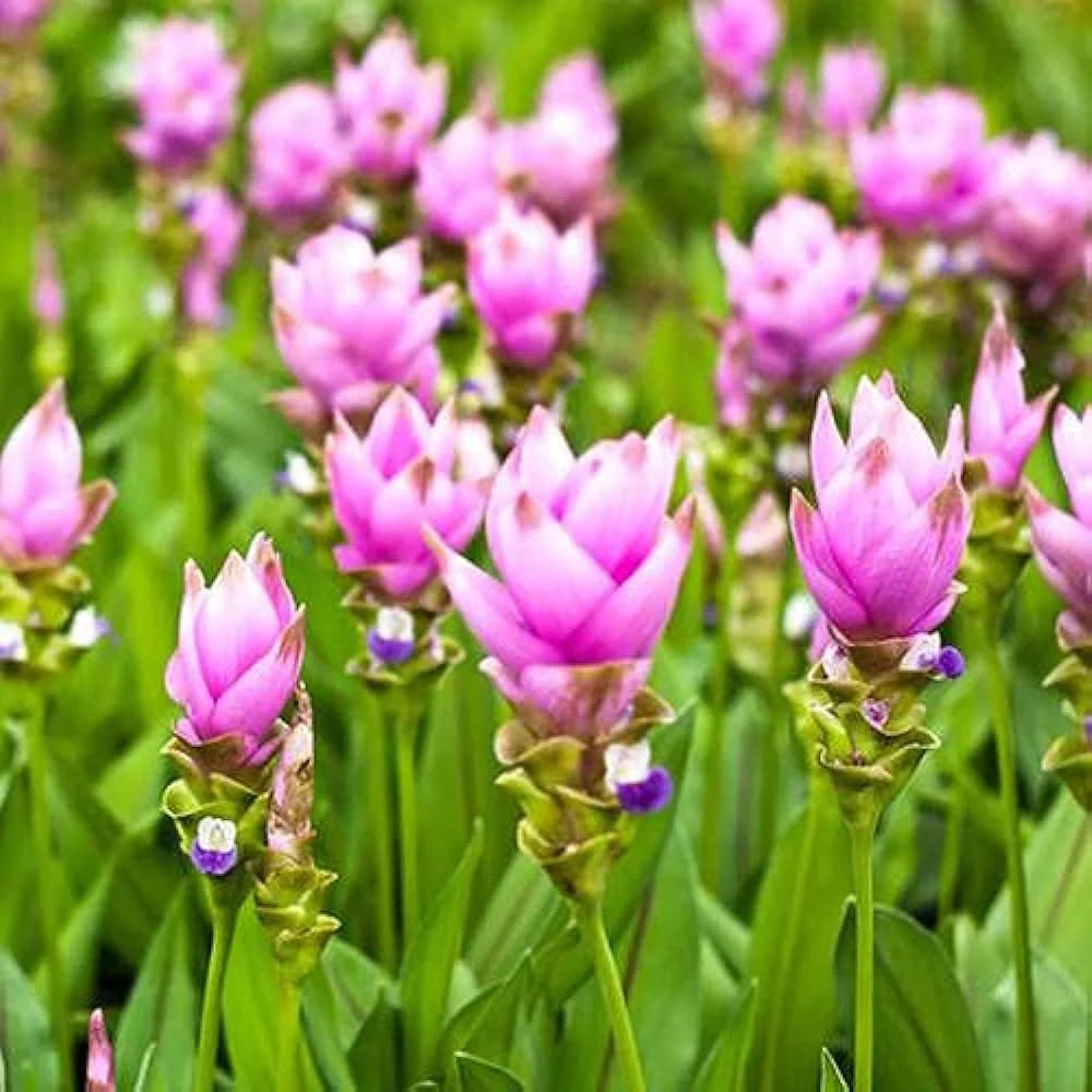 Curcuma Mix Flower Planting Seeds - Vibrant Tropical Blooms for Your Garden