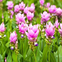 Curcuma Mix Flower Planting Seeds - Vibrant Tropical Blooms for Your Garden